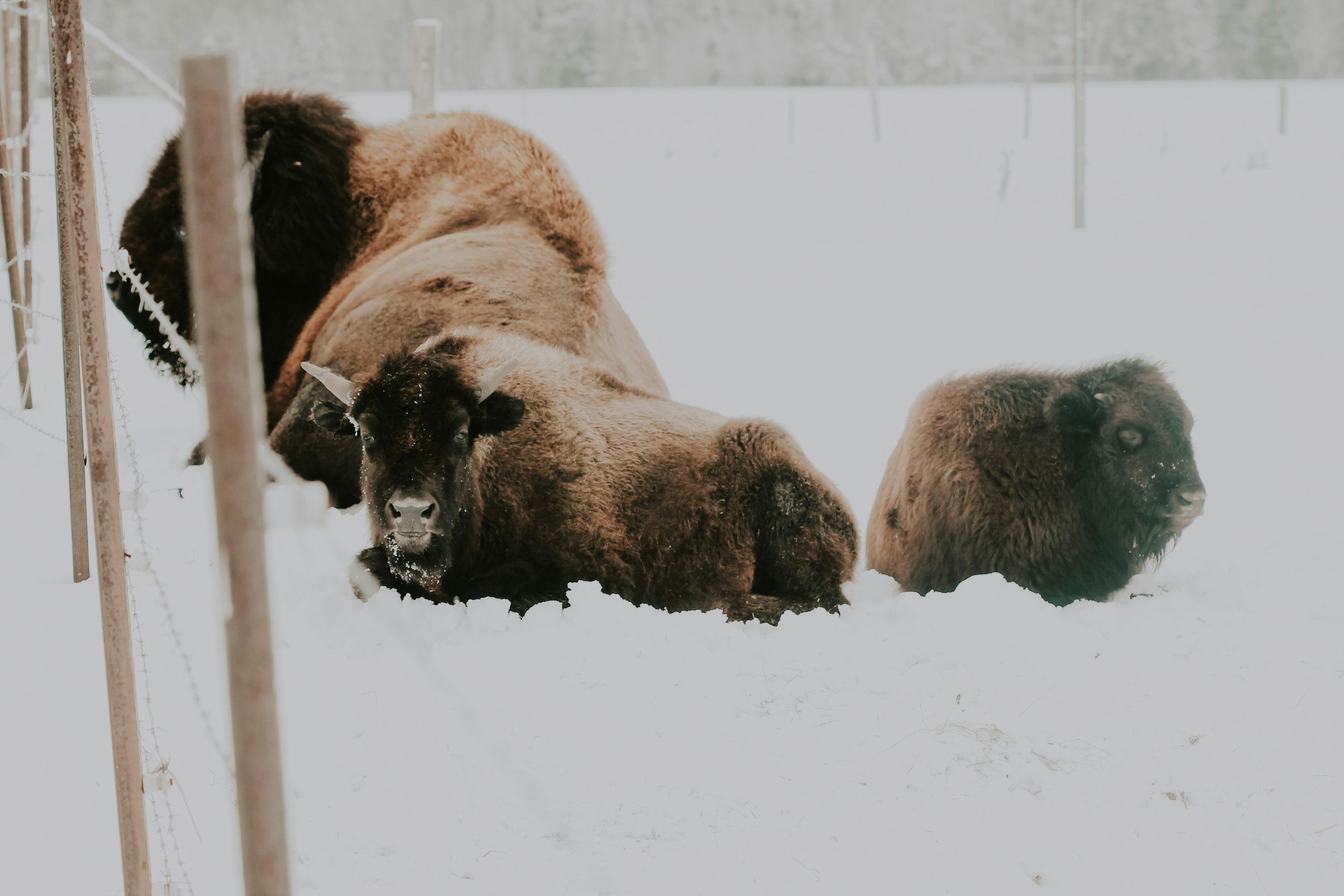 American bison with cuff on snow covered field